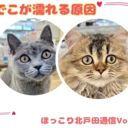 【 ほっこり北通Vol.43 】ペルシャちゃんとブリちゃんのおでこが濡れる原因