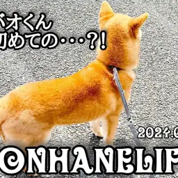 【 柴犬成長ログ 】今日もすごいぞ!シバオくん初めての挑戦!