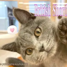 【 ブリティッシュショートヘア 】極上の手触り！穏やかブリティッシュ