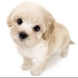 MIX（マルチーズ×トイプードル）