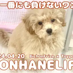 【 ビションプー成長ログ 】春一番にも負けないパワフルビションプーちゃん!