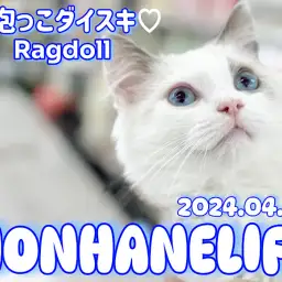 【 ラグドール成長ログ 】ラグドールちゃんは抱っこ散歩が大好き！