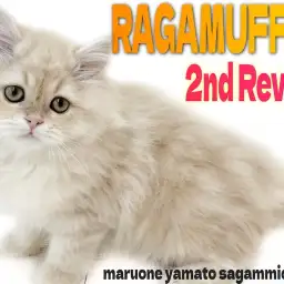 【 ラガマフィン 】淡い毛色のぬいぐるみ猫!進化が止まらない可愛さに大注目!