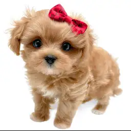 MIX（マルチーズ×トイプードル）