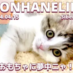 【 サイベリアン成長ログ 】お気に入りのおもちゃに夢中ニャ!