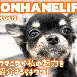 【 チワワ成長ログ 】元気いっぱい遊んだよ!私のお耳どーこだっ!!