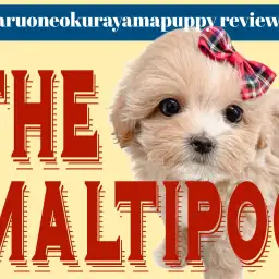 【 MIX 】超ドワーフボディのバニラ系アプリコットマルプー!