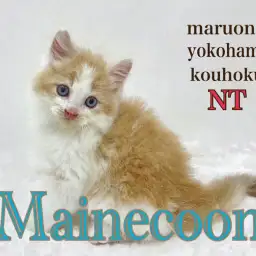 【 メインクーン 】家猫最大猫種ハチワレメインクーンの男の子