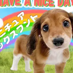 【 ミニチュアダックスフント 】愛らしいルックスと胴長短足体型の人気犬種！