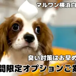 【 白楽店トリミング 】期間限定オプションご紹介!臭いの元を徹底ブロック!