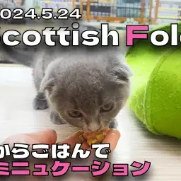 【 スコティッシュフォールド成長ログ 】手からごはんでコミニュケーション！