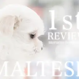 【 マルチーズ 】洗練されたホワイトコートは天下一品！マシュマロチックな男の子！