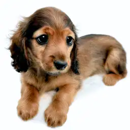 ミニチュア・ダックスフント