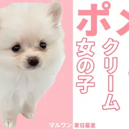 【 ポメラニアン 】爆毛クリーム到来!コロンコロンの毛玉の正体が可愛すぎる