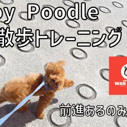 【 ワンチャンズ成長ログ 】強風!!お散歩トレーニング!!