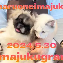 【 イマジュクグラム 】ペキニーズちゃまとラグドールちゃまは今日も仲良し！