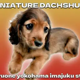 【 ミニチュアダックスフント 】困り顔の癒し系!レッドカラーの短足ガール!