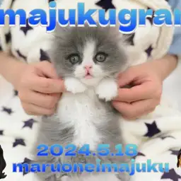 【 イマジュクグラム 】ブルー＆ホワイトの癒し系ラガマフィン！お手入れに密着！