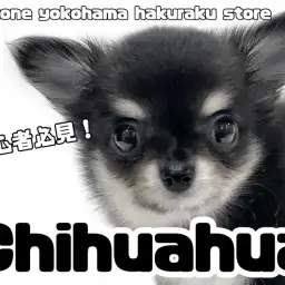 【 チワワ 】わんこ初心者必見！手のひらサイズの小柄BOY降臨