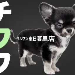 【 チワワ 】お耳で喜び全開!薄めマロ眉がイケてるブラタンの男の子