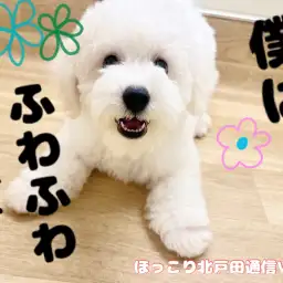 【 ほっこり北通Vol.61 】ビションくんのビフォーアフター!