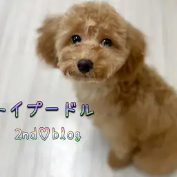 【 トイプードル 】生後半年!童顔ぷーちゃん、更なる高みを目指して成長中!