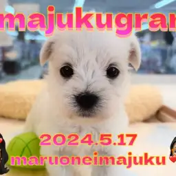 【 イマジュクグラム 】マルチーズとシュナウザーのレアMIX！お手入れに密着！