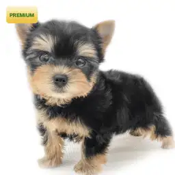 ヨークシャーテリア