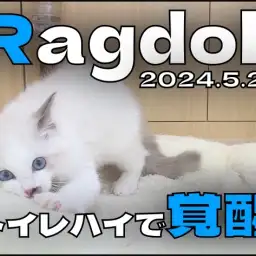 【 ラグドール成長ログ 】トイレハイで覚醒モードのラグちゃん！