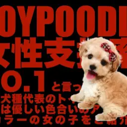 【 トイプードル 】女性支持率NO.1の優しいアプリコットカラーの女の子!