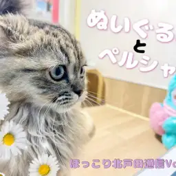 【 ほっこり北通Vol.64 】ぬいぐるみとペルシャちゃん