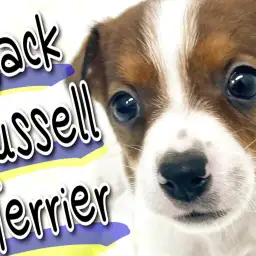 【 ジャックラッセルテリア 】パワフルわんこ！横浜元町の小さなマッチョ！