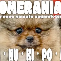 【 ポメラニアン 】パパはJKCチャンピオン!たぬき顔の可愛さは誰譲り?