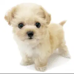 MIX（トイプードル×マルチーズ）