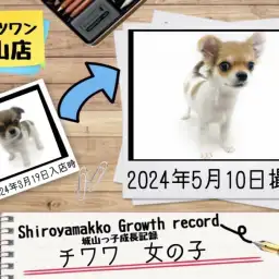 【 チワワ 】城山っ子成長報告!2024年05月10日