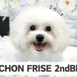 【 ビションフリーゼ 】輝くスマイルフェイス！生後5ヶ月のフレンドリーgirl！