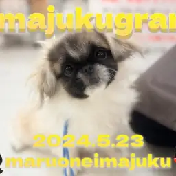 【 イマジュクグラム 】お散歩デビュー＆先輩わんこと初対面したペキニーズちゃま！