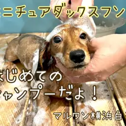 【 ミニチュアダックスフント 】ダックスくんシャンプーデビューの様子大公開!