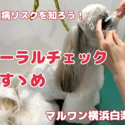 【 白楽店トリミング 】愛犬のお口は大丈夫!?オーラルチェックのご案内