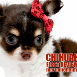 【 チョコタンチワワ 】パパはJKCチャンピオン!チョコタンとホワイトのオンリーワンコ!