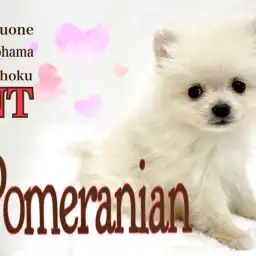 【 ポメラニアン 】タレ目のまん丸アザラシポメ、クリーム色の男の子