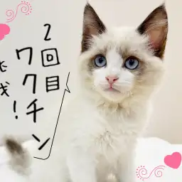 【 ほっこり北通Vol.69 】二回目ワクチンに挑戦!ドキドキのラグちゃん