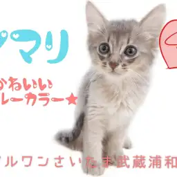 【 ソマリ 】可愛さとカッコよさを併せ持つ！大きな瞳のブルーソマリが浦和に登場！