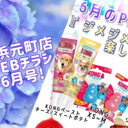 【 商品レビュー 】横浜元町店WEBチラシ6月号!