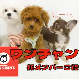 【 チワワ成長ログ 】お友達トレーニングデビュー!!ワンチャンズ新メンバー!