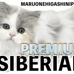 【 サイベリアン 】白く輝く美ボディに足跡模様!?美しき低アレルゲンキャット