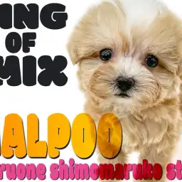 【 MIX 】うちの子のチャームポイントはココ！と言えるぬいぐるみ系マルプー！