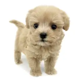 MIX（マルチーズ×トイプードル）