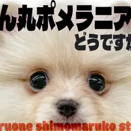 【 ポメラニアン 】おめめも身体も、性格もまん丸なポメラニアンってどうですか?