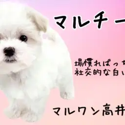 【 マルチーズ 】マズルが短いベイビーフェイスを持った男の子が登場！